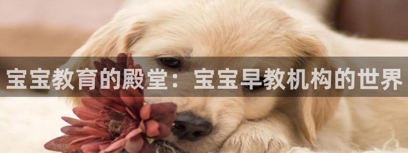 天狮娱乐代理最高多少钱：宝宝教育的殿堂：宝宝早教机构的世界