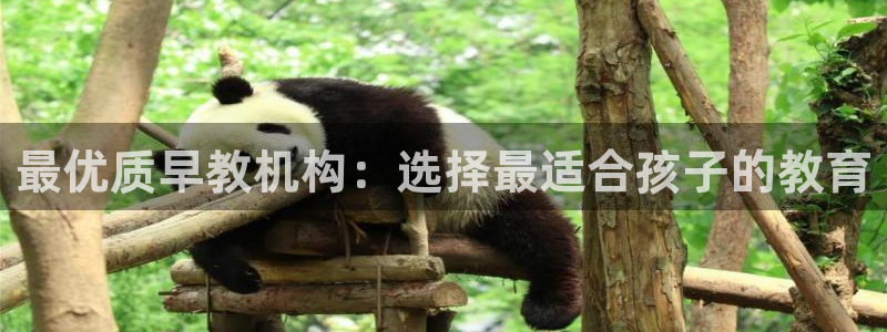 天狮娱乐湫33 300：最优质早教机构：选择最适合孩子的教育